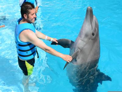 Swimming and Showing with Dolphins