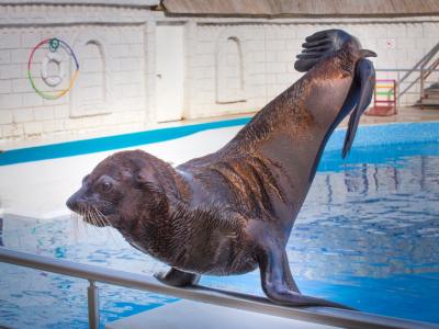 Swimming and Showing with Dolphins