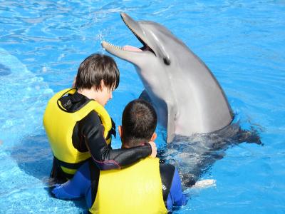 Swimming and Showing with Dolphins