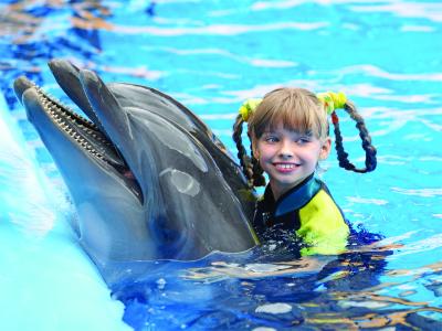 Swimming and Showing with Dolphins