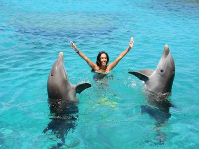 Swimming and Showing with Dolphins