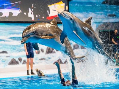 Dolphin and Sea Lion Show