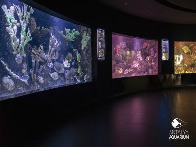 Antalya Aquarium