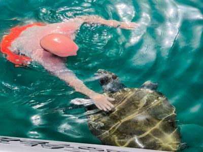 Sea Turtle Snorkelling Boat Tour (shared)