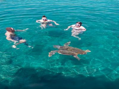Sea Turtle Snorkelling Boat Tour (shared)