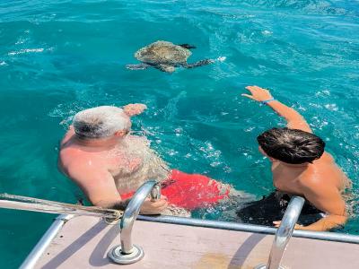 Sea Turtle Snorkelling Boat Tour (shared)