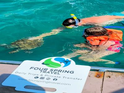 Sea Turtle Snorkelling Boat Tour (shared)