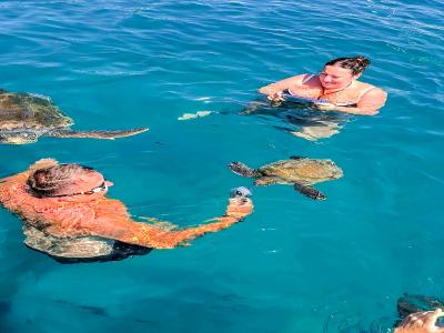 Sea Turtle Snorkelling Boat Tour (shared)