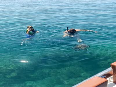 Sea Turtle Snorkelling Boat Tour (shared)
