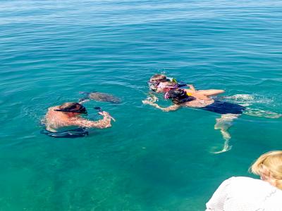 Sea Turtle Snorkelling Boat Tour (shared)