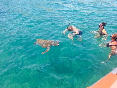 Sea Turtle Snorkelling Boat Tour (shared)