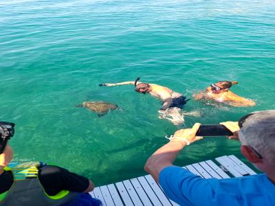Sea Turtle Snorkelling Boat Tour (shared)