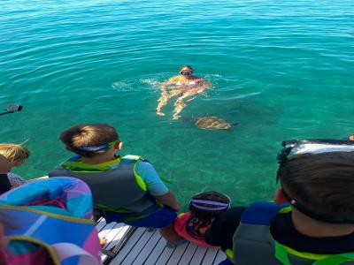 Sea Turtle Snorkelling Boat Tour (shared)