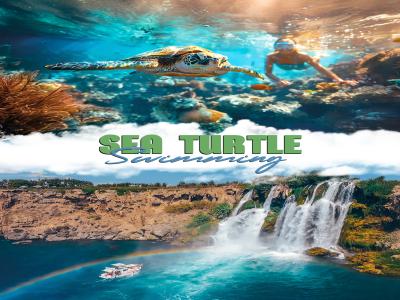 Sea Turtle Snorkelling Boat Tour (shared)