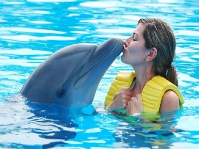 Swimming and Showing with Dolphins