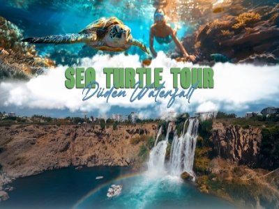 Sea Turtle Snorkelling Boat Tour (shared)