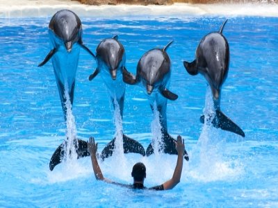 Dolphin and Sea Lion Show
